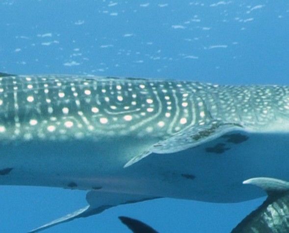 94f28935-a82a-429c-a7de-ea0984b2e751