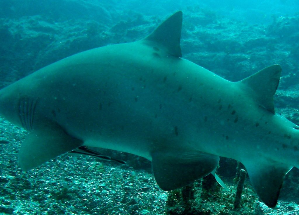 f52a0dae-5be0-413c-8b80-5fa5f956fcda