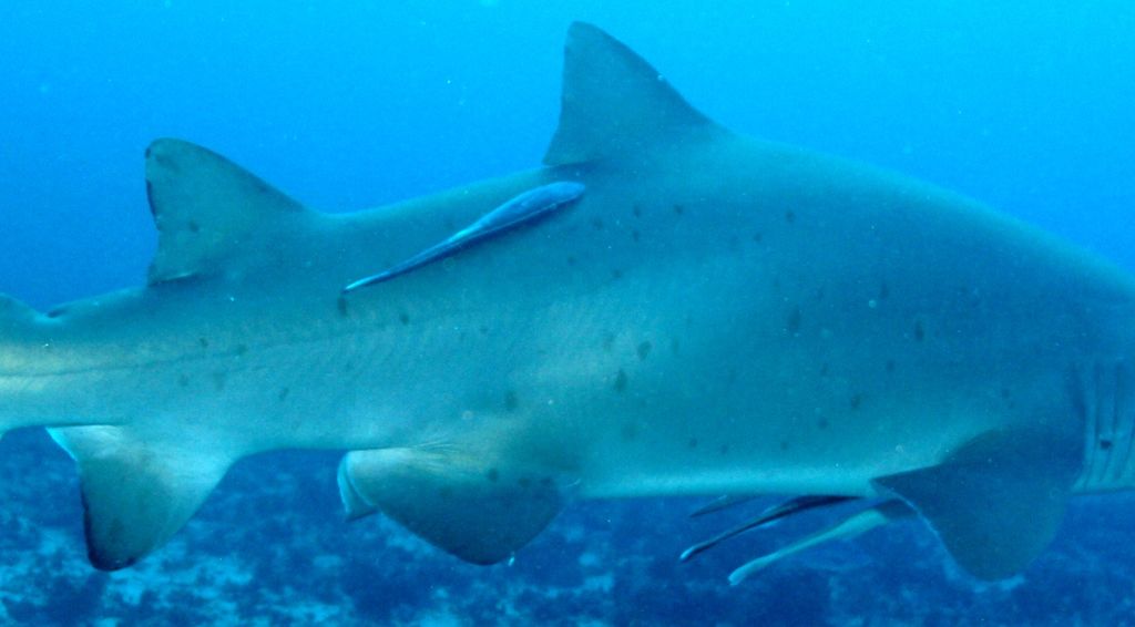 f52a0dae-5be0-413c-8b80-5fa5f956fcda