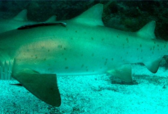 a1483265-8e1a-4bd0-bcbb-6eaef7a69f63