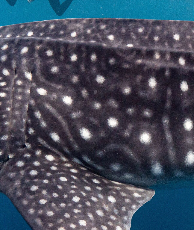 ec980c4f-71b4-4fb3-9a2b-0f6f54723e03