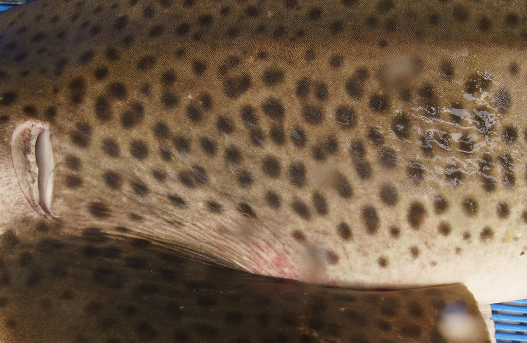 39faf676-9eca-40e2-8a37-858c901da2e5