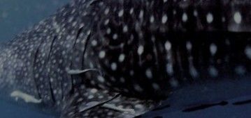 97bacdce-8f02-4d78-a916-480485b8311b