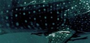 97bacdce-8f02-4d78-a916-480485b8311b