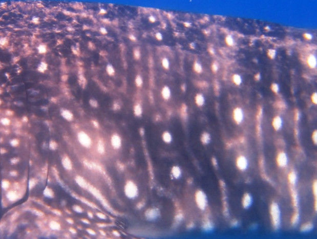 c4e685c8-12ca-46a8-bf5d-9381b973de9f