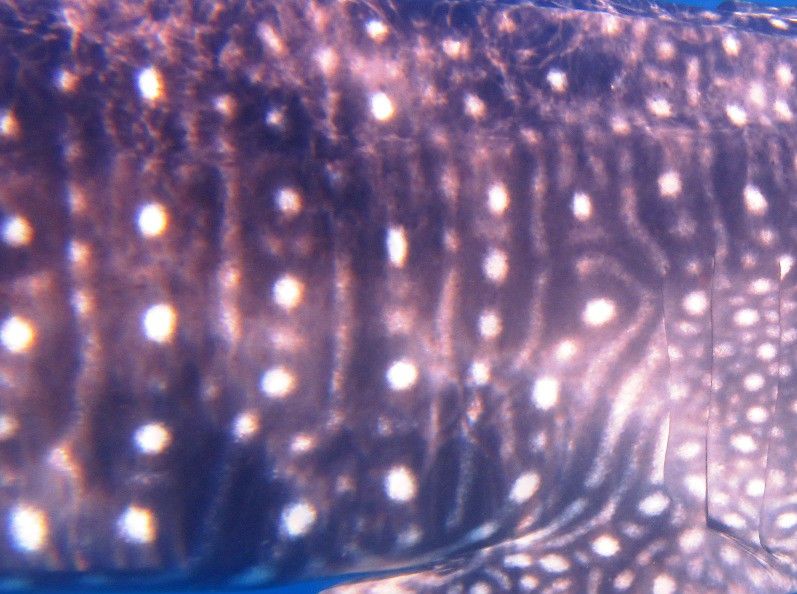 c4e685c8-12ca-46a8-bf5d-9381b973de9f