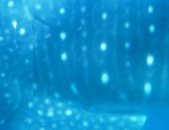 77d0a576-e61d-4e62-903e-b23914369d5f