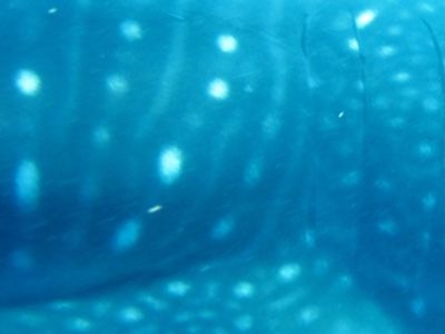 77d0a576-e61d-4e62-903e-b23914369d5f