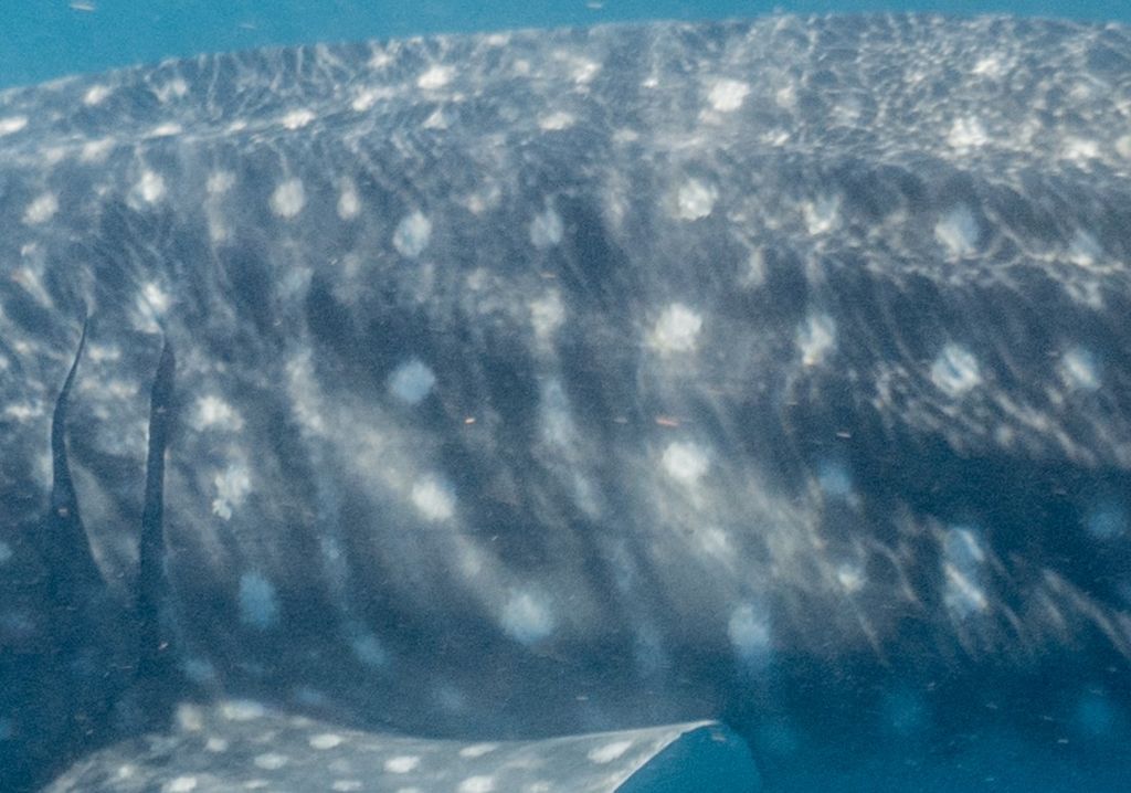 1655d7ca-fd93-4898-9237-a89f3973a931