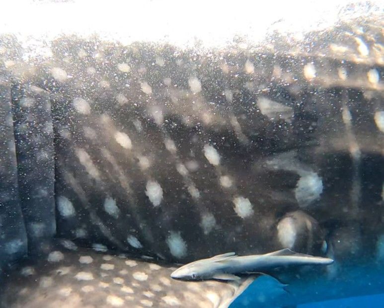 0a438a3d-269a-4889-ab57-271ab9bd7965