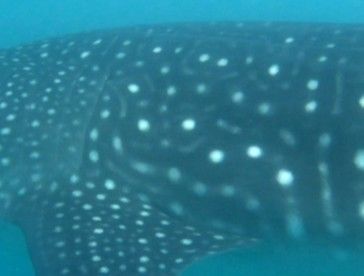 8f7f15af-0827-4cd5-bc62-fbed67a83b89