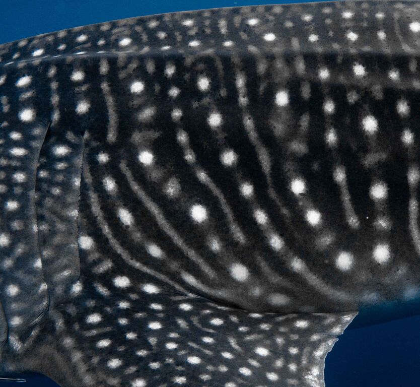 50e5b486-75c9-43e6-9a42-f316d763cfb1