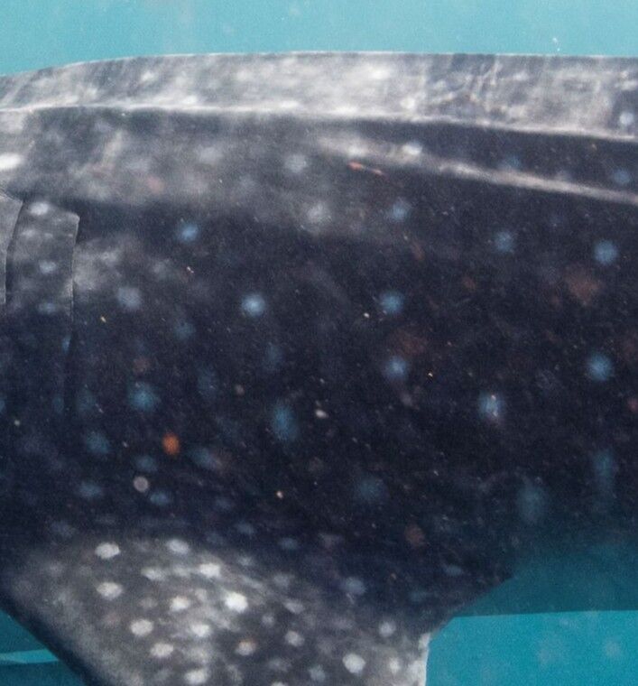 20f1a4da-1ef9-4575-b951-4f2b52ad8c96