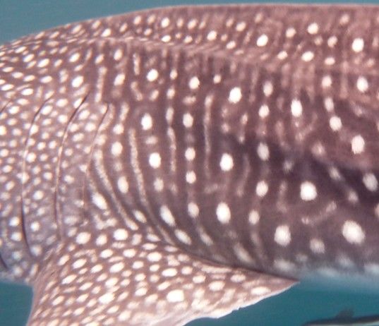 cd8831ad-0947-49b3-b5f5-b91c690848a3