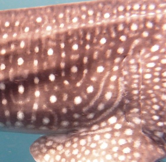 cd8831ad-0947-49b3-b5f5-b91c690848a3