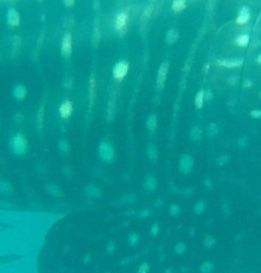 2315a81a-5beb-4f9e-af57-3cf40d8e4851