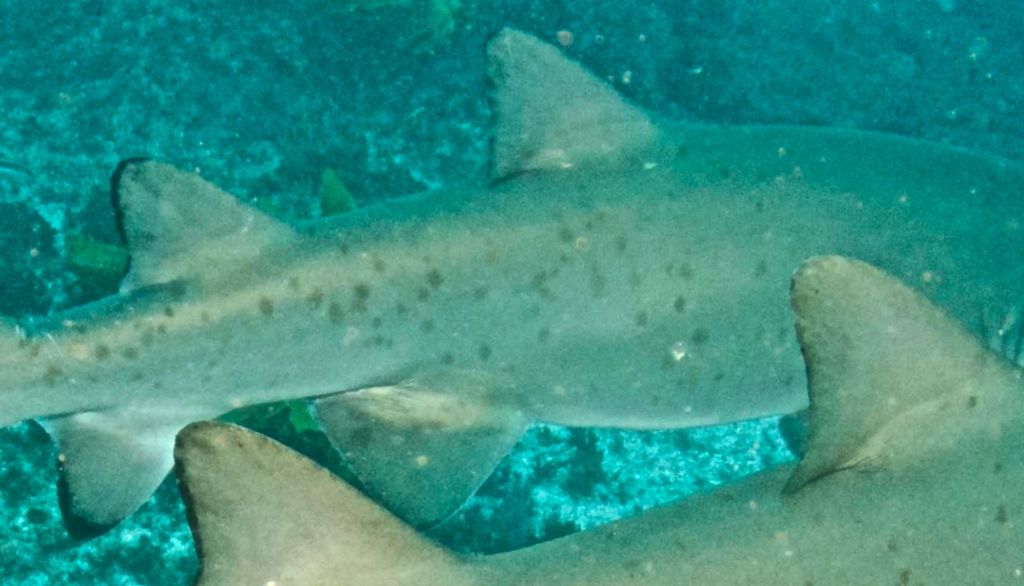 1f8a3f8a-08ed-43f0-a56e-f41f0c906584