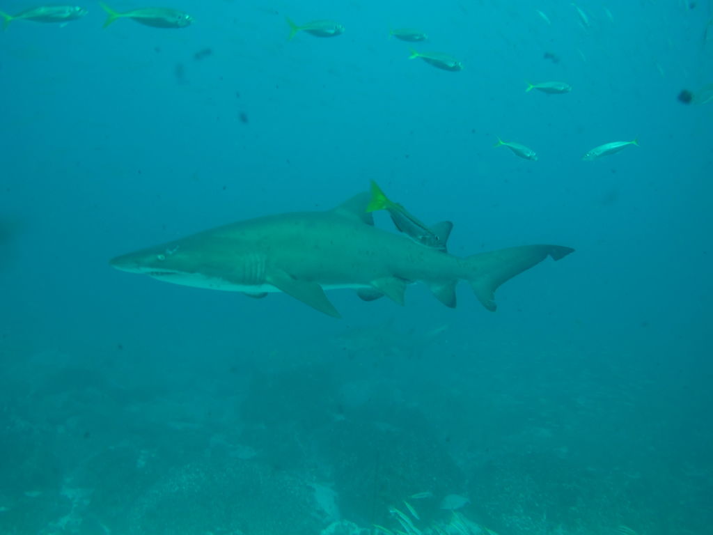 a9de3d92-3d1f-4bed-b15f-9e2a3deb414a