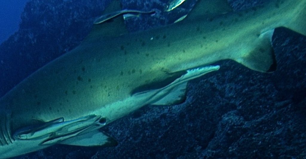 cc6ef98e-5b67-4588-b4f0-1d69865daaa4