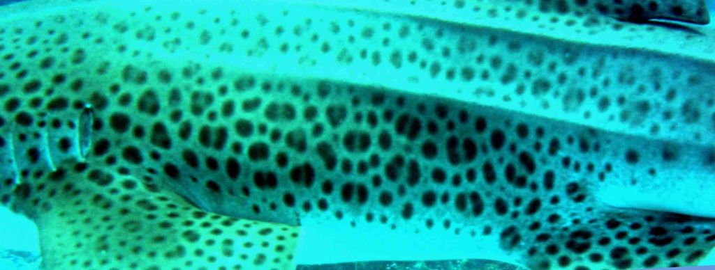 21a6c1dc-ac43-4e30-9b4f-73e60d821ead