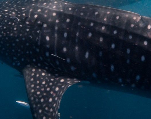 7ec2e009-8ab9-4980-b932-647583a14c0a