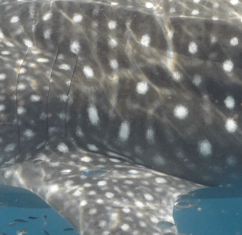 1fd339d0-785a-432d-80ae-de93992861e4