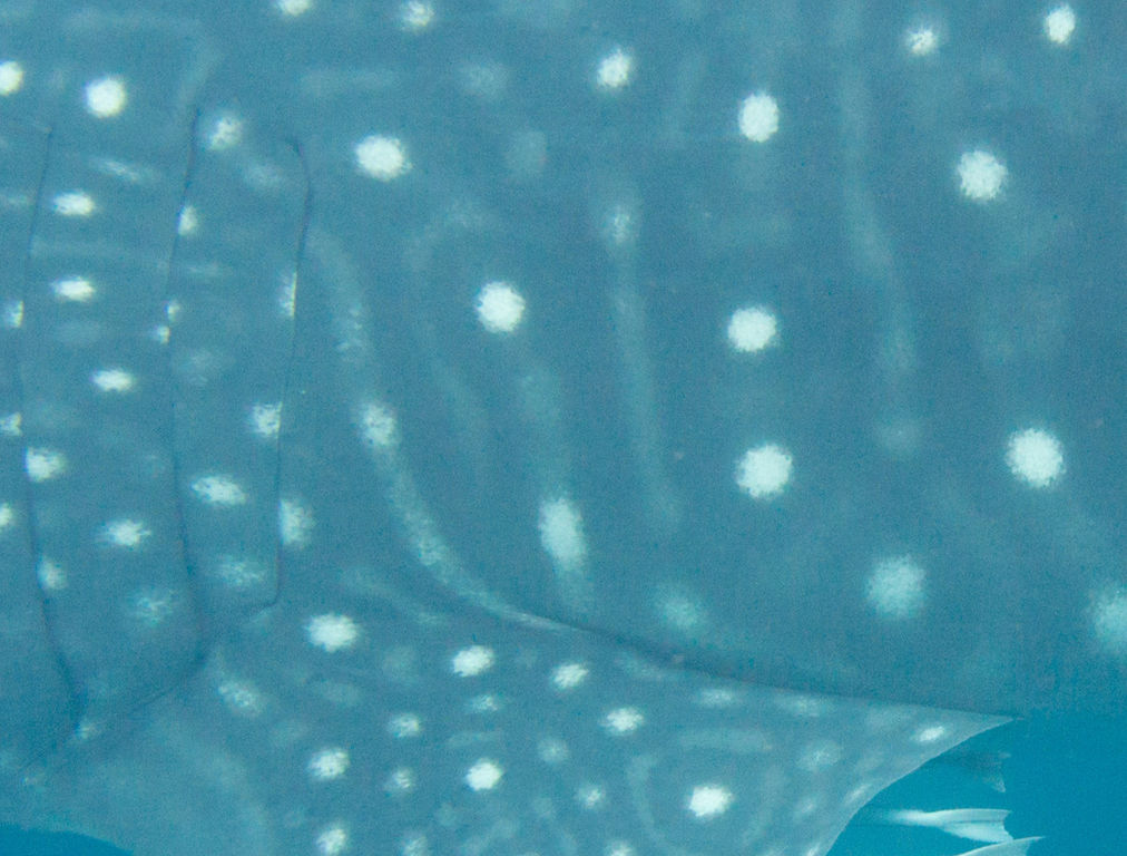 4d8cc785-0366-4cca-a32b-30d6dba392e7