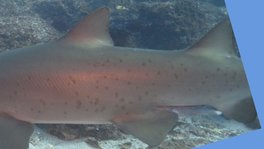 89a8a89e-6df0-45c4-8f5b-b4ae148db06e