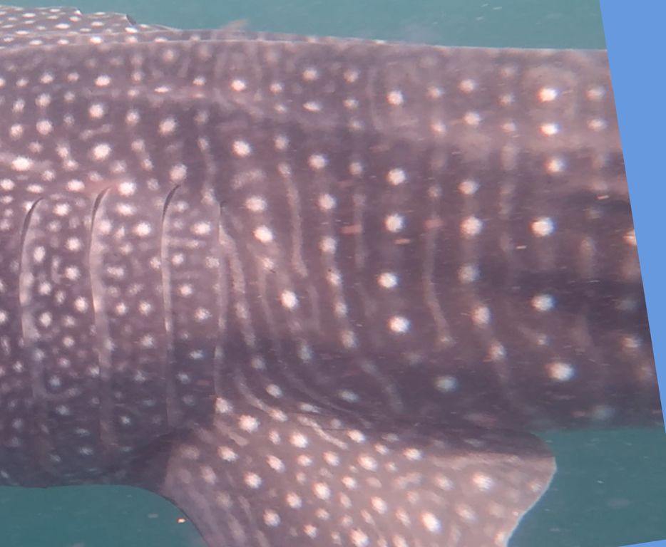 aaceac93-a301-43f9-9d70-171a793f1270