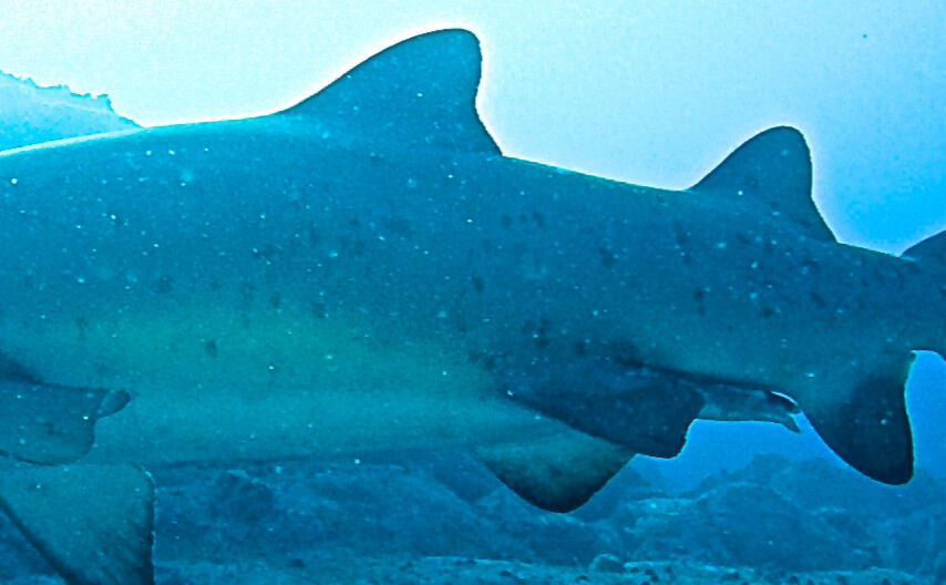 dcac5541-9282-4a36-a643-637e2bdae207