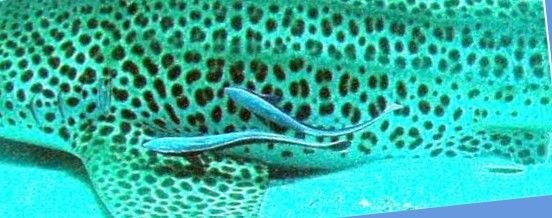 f396afc2-c0e4-45df-8bbb-f30b74badb78