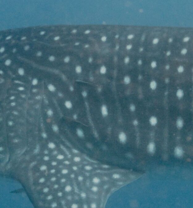 af7acf6e-e25e-421d-80b4-0fee82502a39