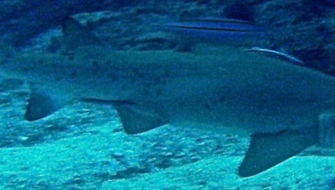 7ff9601a-13d5-4456-8d82-6f26e39e5836