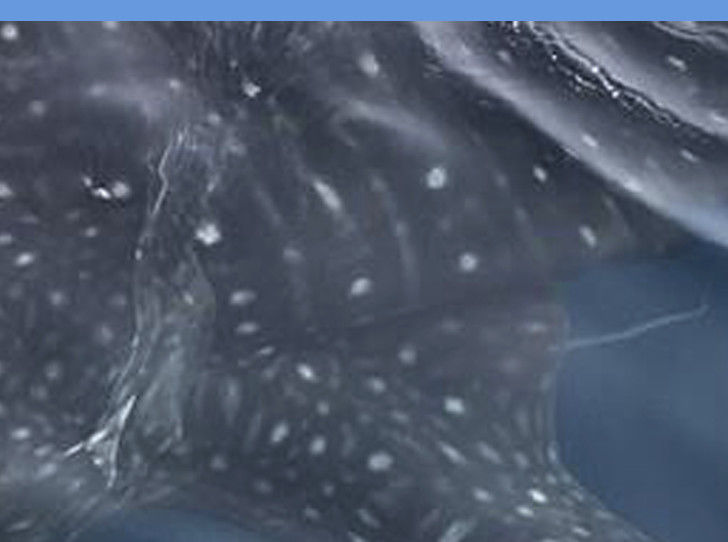 50ea0159-5af7-4c86-ab97-f118afff142f