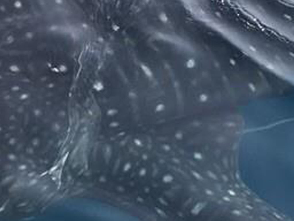 50ea0159-5af7-4c86-ab97-f118afff142f