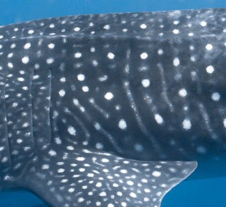 c05270f6-0543-4c8a-8d88-f3a19501bc50