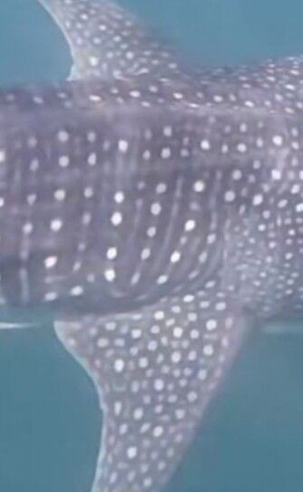 8b790256-ee90-4272-9b10-716563b5278e