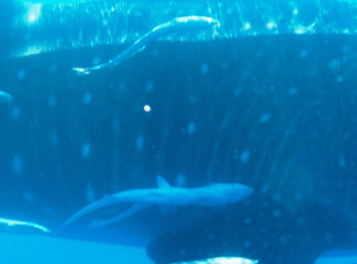 cef714e7-5474-4bf2-ae9e-e7c0712f7504