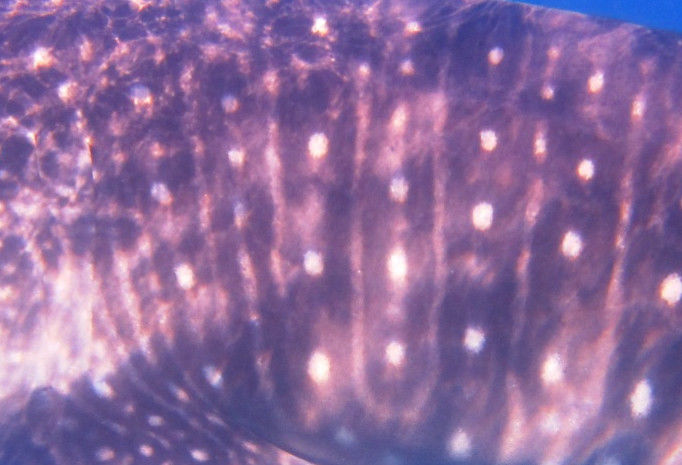 cef714e7-5474-4bf2-ae9e-e7c0712f7504