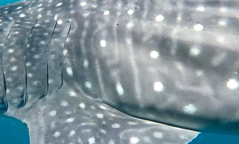 01bafa1d-b053-49b0-812e-e77213a5795a