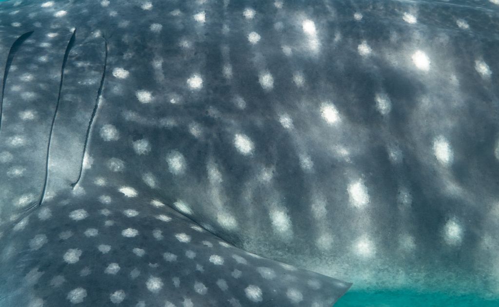 bea4cf11-e517-46cf-bf80-76ce60a1b683