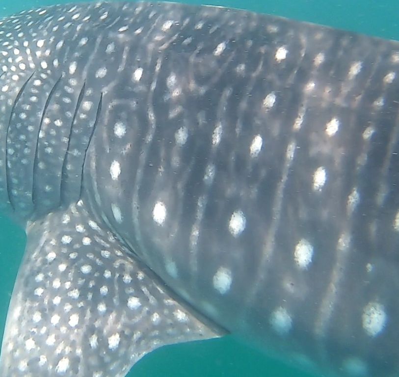 a81ba7bf-3c66-47df-aaa6-e0f39712c1da