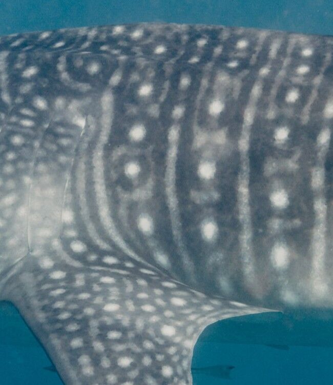 c0bc8950-382d-4fe3-b292-d2cbb8743a82