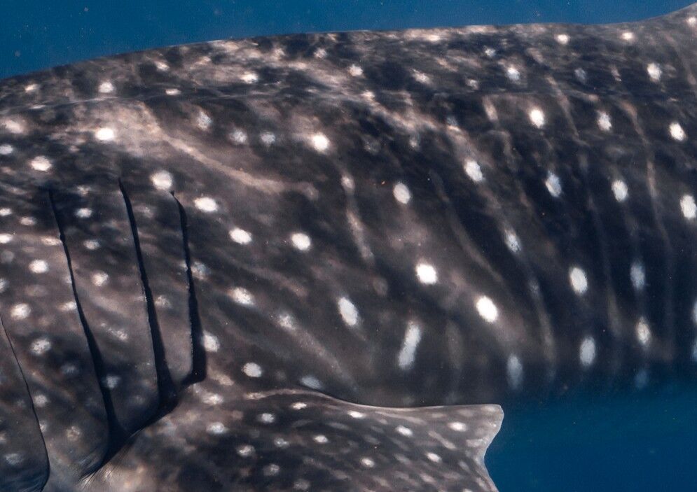 8ab086ae-9261-4749-8f17-6f320296646c