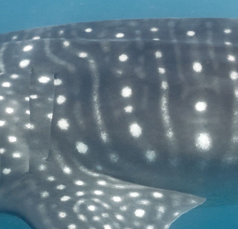 13f331b3-8c5b-4bdf-9936-a3f81ab70118