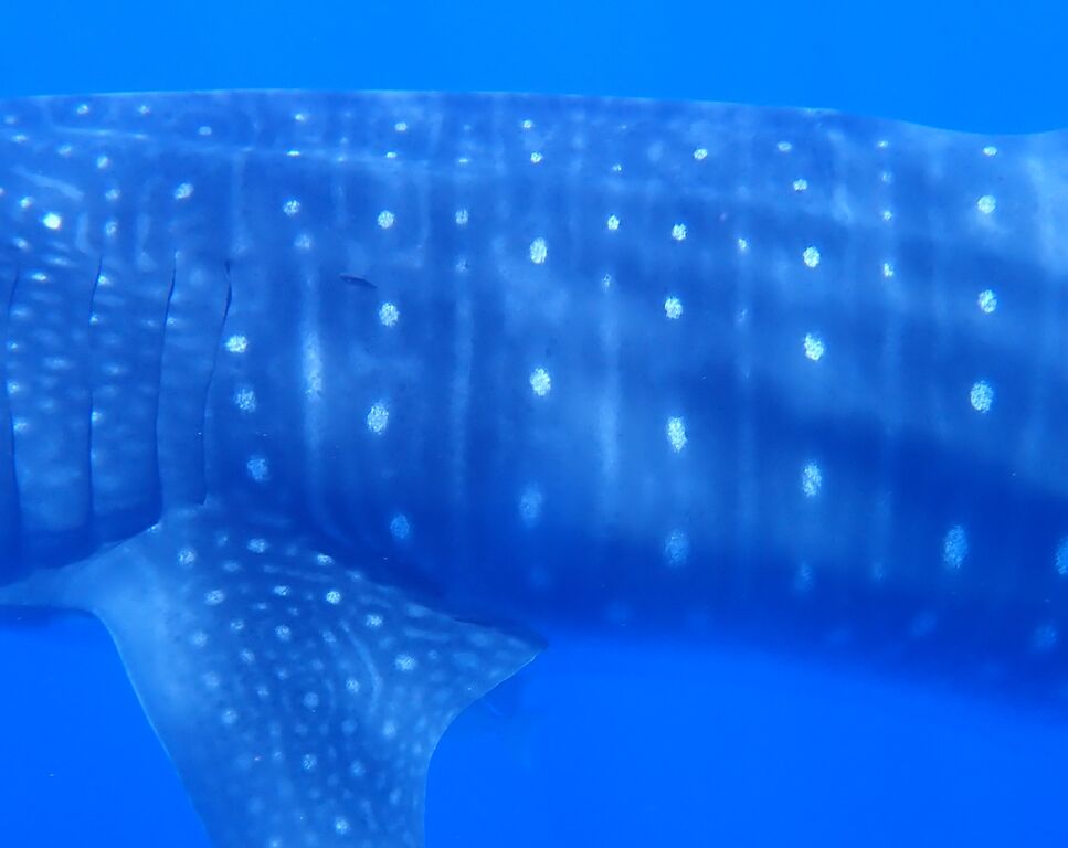 ed54e619-70d9-4744-ac96-a914fd797128