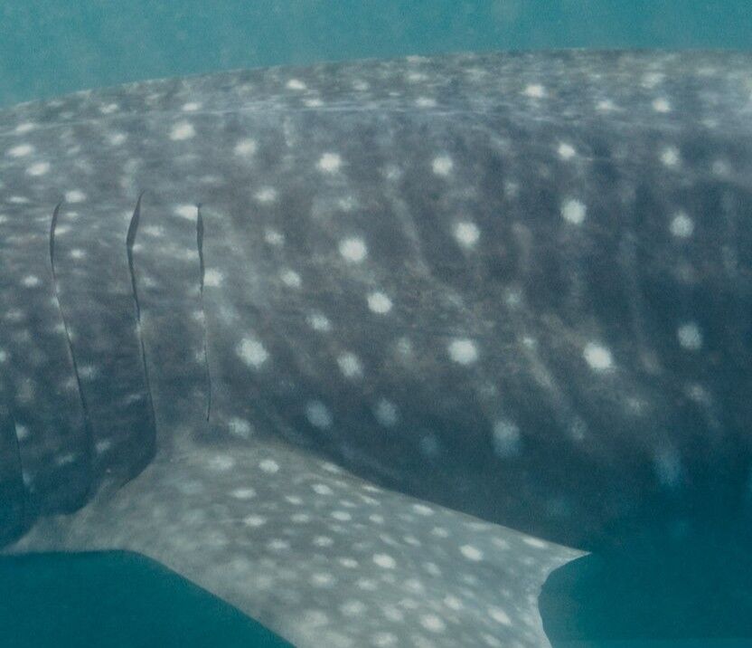 e0ed650a-ec2f-42ba-940a-28be740ba5ec