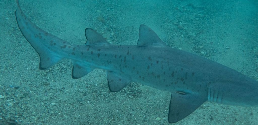 485e2cc0-5e79-43fb-9826-48d2b68c34ed