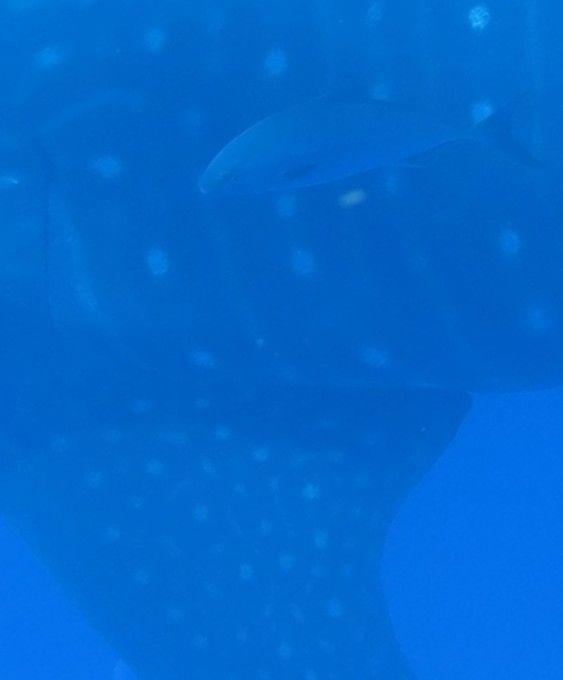 f4728440-c1bb-4d96-abc9-8d4e308e96c6