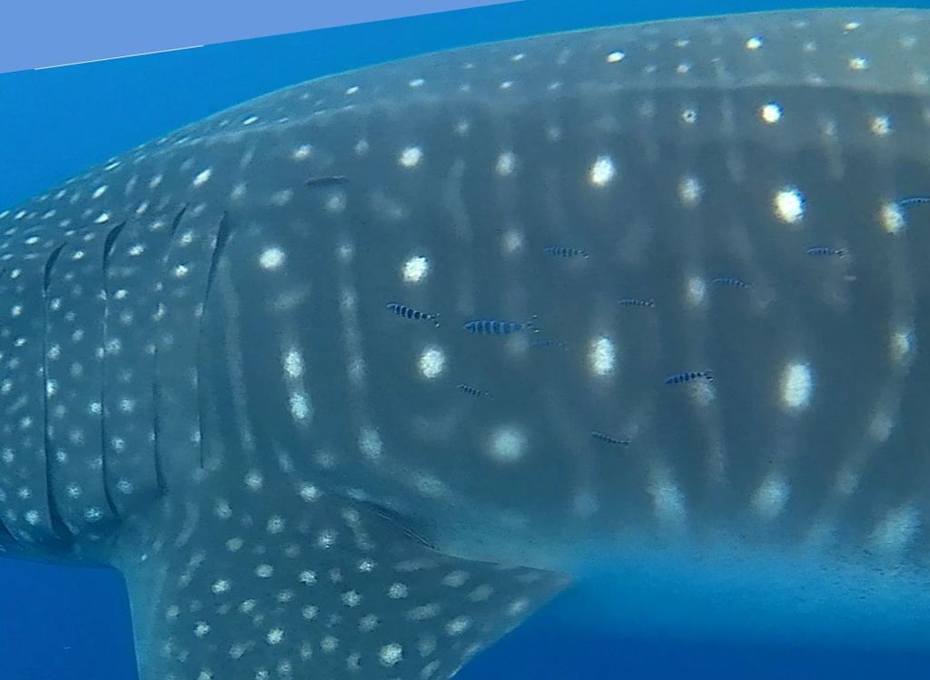 5cc6aa42-88e3-4331-9412-641b23d09538